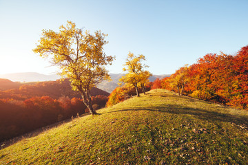Fototapeta premium Stunning image of the bright trees in sunny beams.