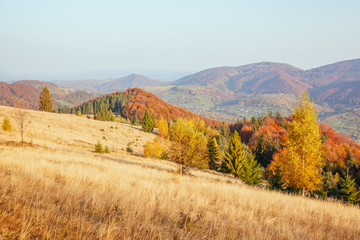 Fototapeta premium Stunning image of the bright trees in sunny beams.