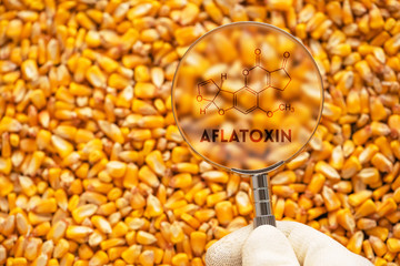 Aflatoxin poisonous carcinogens in harvested corn kernels