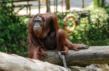 Obraz premium Orangutan 