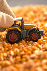 Farmer playing with tractor toy over harvested corn seed