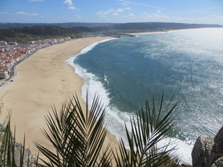a beach and palm branches