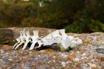 Spinal Cord Of Dead Animal In Forest
