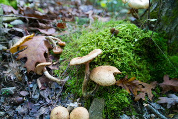 Mushroom, Fungus Growing On Green Moss