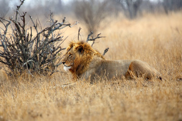 The Southern lion (Panthera leo melanochaita) also to as the East-Southern African lion or Eastern-Southern African lion or Panthera leo kruegeri. Big male lying in dry yellow grass..