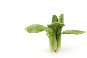 Green fresh vegetable