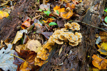 Turkey Tail Fingus Decomposing Timber