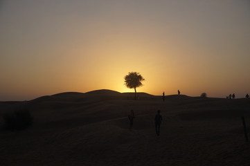 tree in desert at sunset