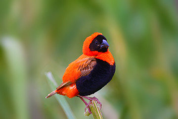 The southern red bishop or red bishop (Euplectes orix) sitting on the branch with green background. Red passerine at courtship in reeds.