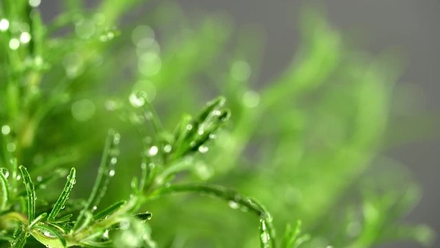 Sch&ouml;ner Rosmarin Strauch Detail Aufnahme mit Slider dunker Hintergrund und Wasser Tropfen