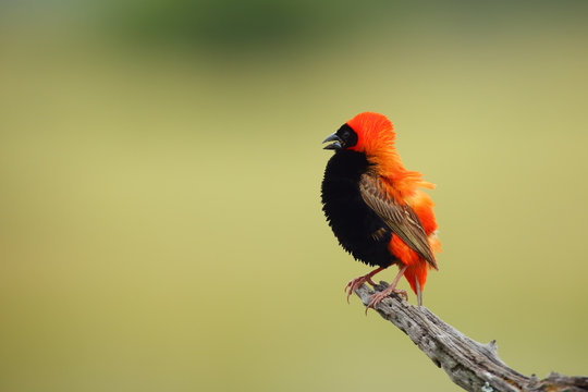 The southern red bishop or red bishop (Euplectes orix) sitting on the branch with green background. Red passerine at courtship in reeds.