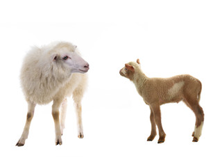 baby and sheep on a white