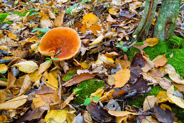 King Bolete Mushroom, Edible Wild Mushroom
