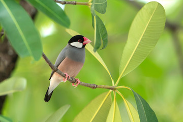Java Sparrow,beautiful bird in nature