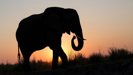 elefant im gegenlicht