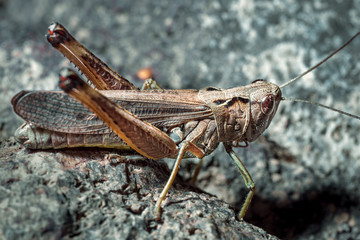Macro of a grasshopper.