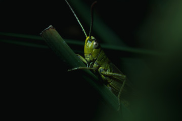 Macro of a grasshopper.