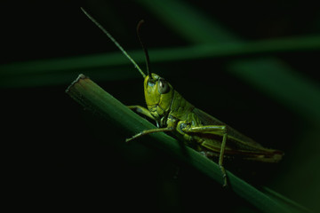 Macro of a grasshopper.