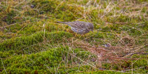 Lark