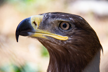 Head of the golden eagle