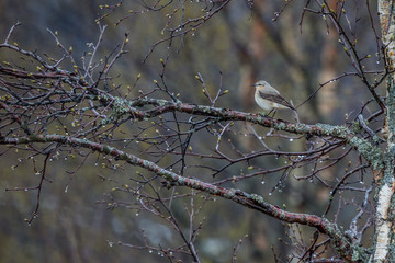 Wheatear