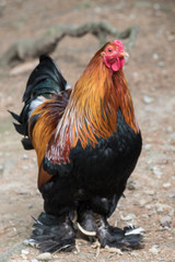 cock