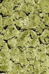 Birch tree bark texture in yellow tone.