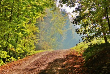 Herbstlicher Wald