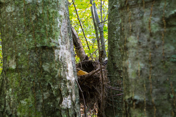 Bird Nest In Between Two Branches