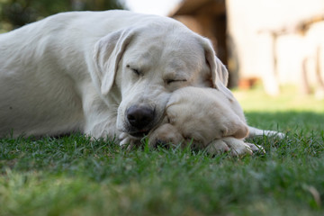 White labrador retriever dog mother with cute litlle puppy