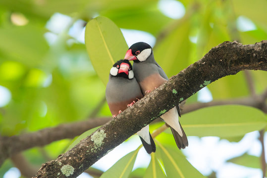 lovely birds , Pair of Java Sparrow