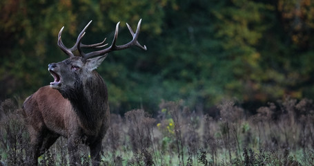 Dominant red stag deer Roaring during autumn rutting season © Gabriel Cassan
