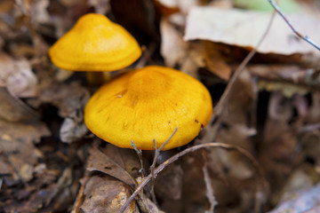 Yellow Mushrooms Growing In Leaves Of Oak Tree