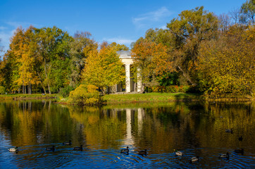 Fototapeta na wymiar Ducks on the pond in the autumn Park