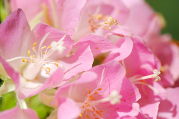 FLORES ROSÁCEAS. BELLO