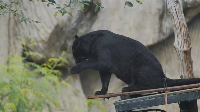 The Black Panther is out to prepare for the victims.