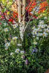 Rural landscape with a birch tree surrounded by daisies