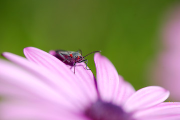 Fototapeta premium BEETLE, LADYBIRD zapylający kwiat