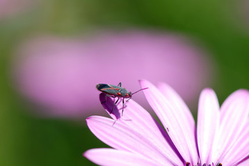 Obraz premium BEETLE, LADYBIRD zapylający kwiat