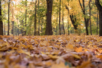 Yellow, orange and red autumn leaves in beautiful fall park. Iecava. Latvia.