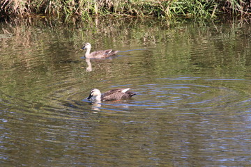 京都ぶらり、秋の鴨川に集う水鳥