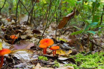 Cluster Of Orange Mushrooms Growing Through Foliage On Forest Floor