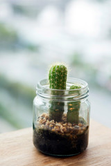 Beautiful succulent pot for decoration in work space