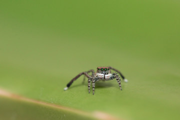 Small jumping Spider