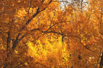 Golden autumn in October. Yellow - orange foliage on branches trees. Fall background