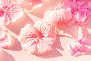 Floral background with delicate shades. Festive flower petals are carelessly scattered. Large pink petals on a rough white porous surface. Sunny day. View from above. Long shadows.