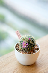 Beautiful succulent pot for decoration in work space