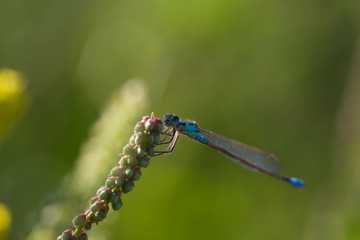 Dragonfly