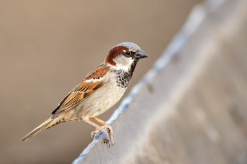 Male Eurasian tree sparrow (Passer montanus)