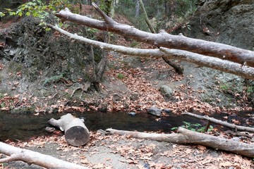 Branches of tree thrown in forest. River water and autumn leaves background